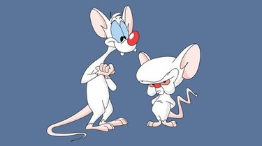 Ginger Mojo Pinky And The Brain